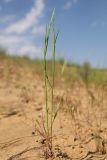 familia Poaceae. Зацветающее растение. Астраханская обл., Наримановский р-н, окр. пос. Сайгачный, Пески Давсна, частично закреплённые пески. 10 мая 2026 г.