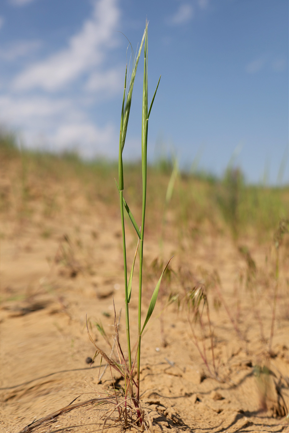Image of familia Poaceae specimen.