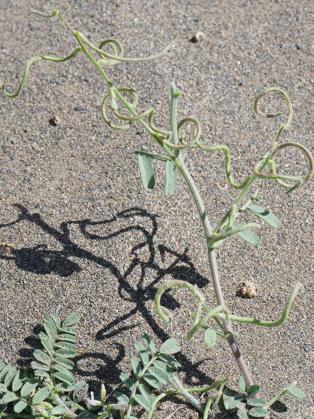 Image of Astragalus ophiocarpus specimen.