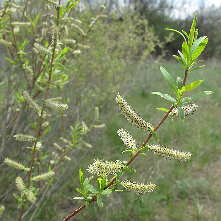 Image of Salix vinogradovii specimen.