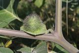 Datura wrightii. Плод. Крым, Севастополь, пустырь. 08.08.2026.