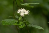 Swida australis