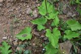genus Valeriana. Листья. Турция, ил Артвин, окр. дер. Кашикли, у моста через р. Корпусу, левый берег. 12 июня 2026 г.