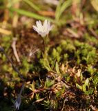 Cerastium uralense. Цветущее и плодоносящее растение. Полярный Урал, басс. р. Собь, верховья ручья Кемьрезьрузь, средняя часть склона горы, нивальная тундровая группировка. 12.08.2026.