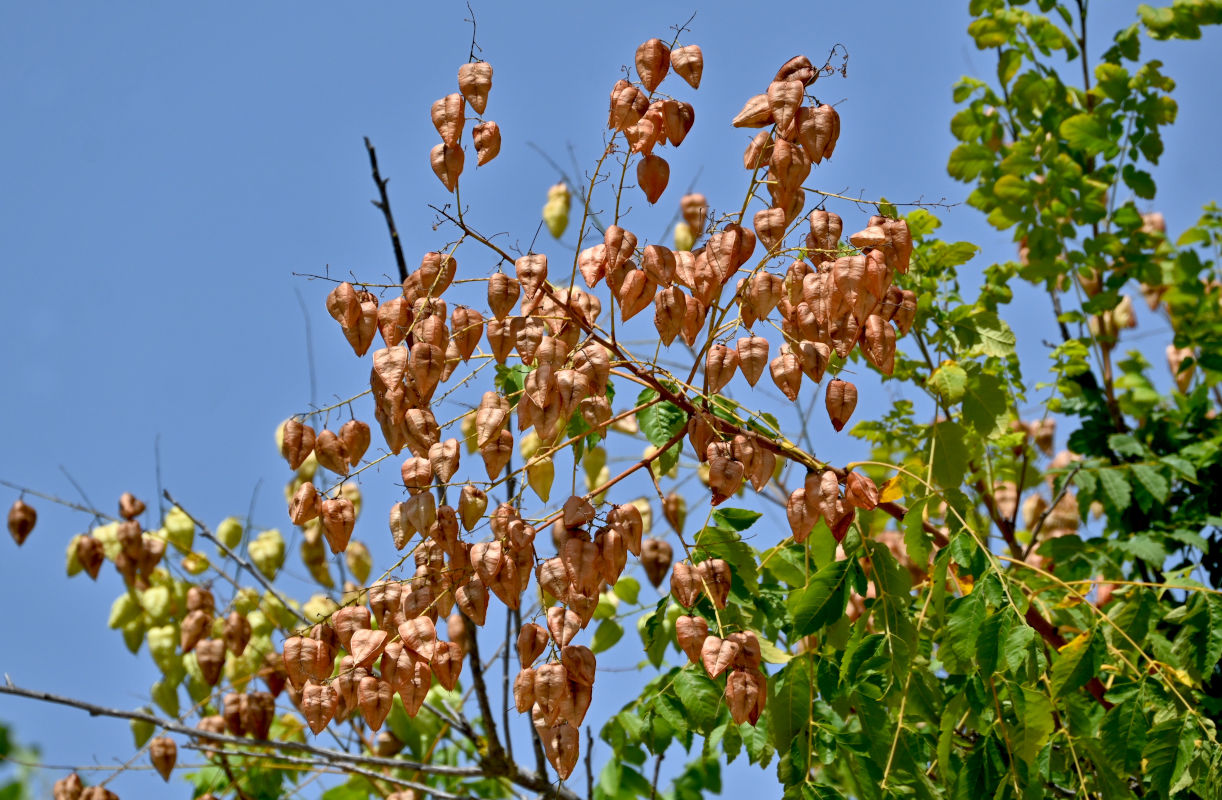 Изображение особи Koelreuteria paniculata.