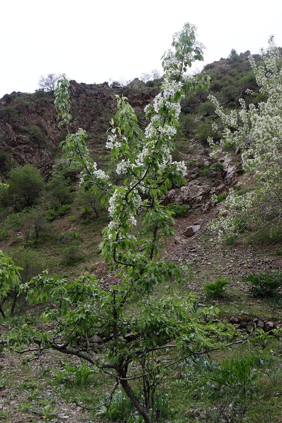 Image of Pyrus korshinskyi specimen.