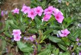 Catharanthus roseus. Верхушка цветущего растения. Узбекистан, Хорезмская обл., г. Хива, архитектурный комплекс \"Ичан кала\", в тени здания, в культуре. 15.08.2026.