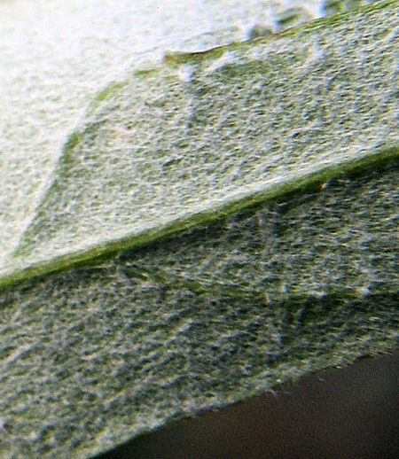 Image of Artemisia integrifolia specimen.