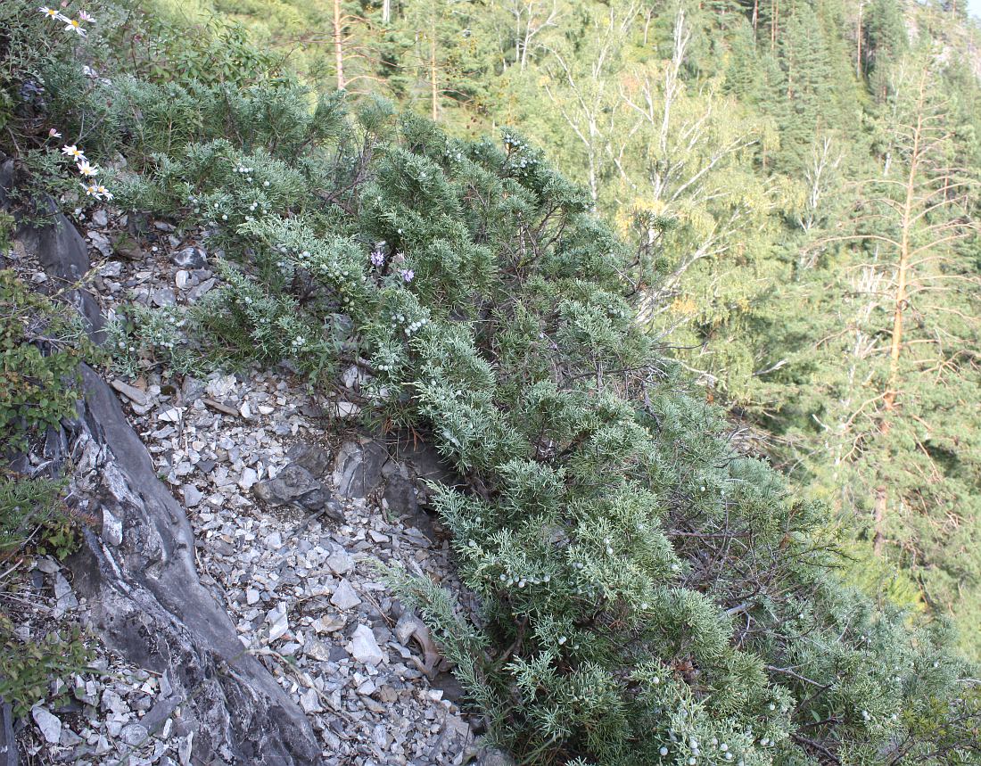 Image of Juniperus sabina specimen.