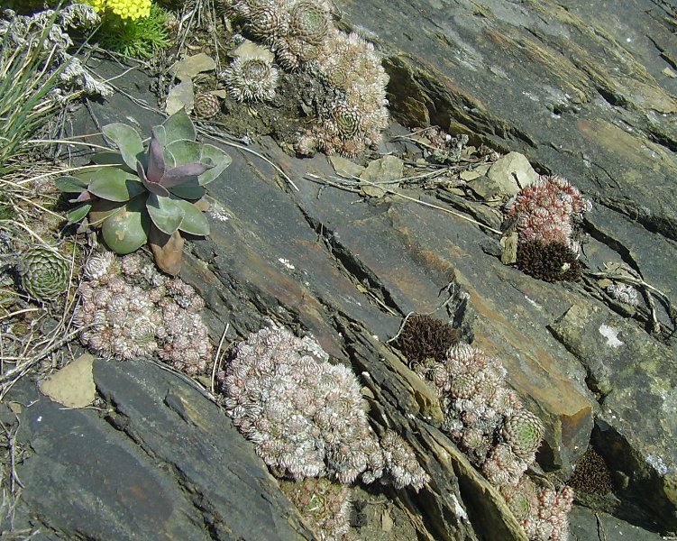Image of Orostachys spinosa specimen.