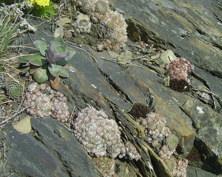 Изображение особи Orostachys spinosa.