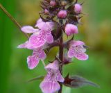 Stachys palustris. Часть соцветия. Московская обл., Раменский р-н, окр. дер. Хрипань, разнотравье под высоковольтной линией. 10.08.2002.