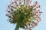 Allium stipitatum