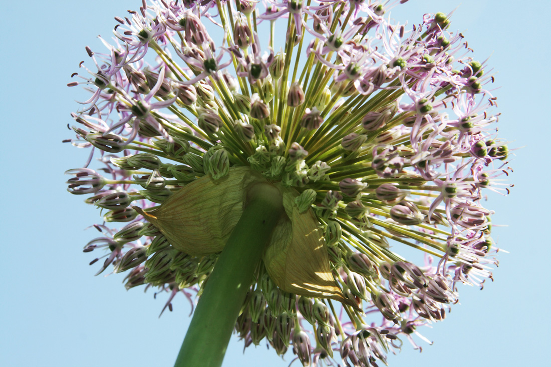 Image of Allium stipitatum specimen.