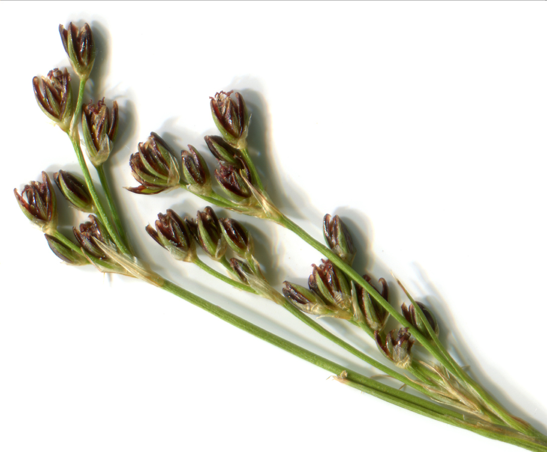 Image of Juncus compressus specimen.