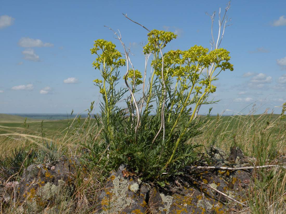 Image of Patrinia intermedia specimen.