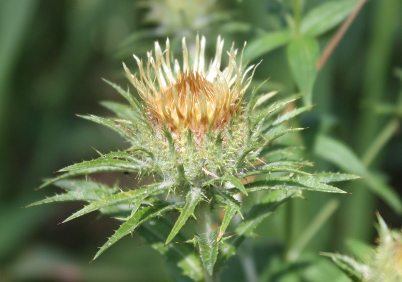 Изображение особи Carlina fennica.