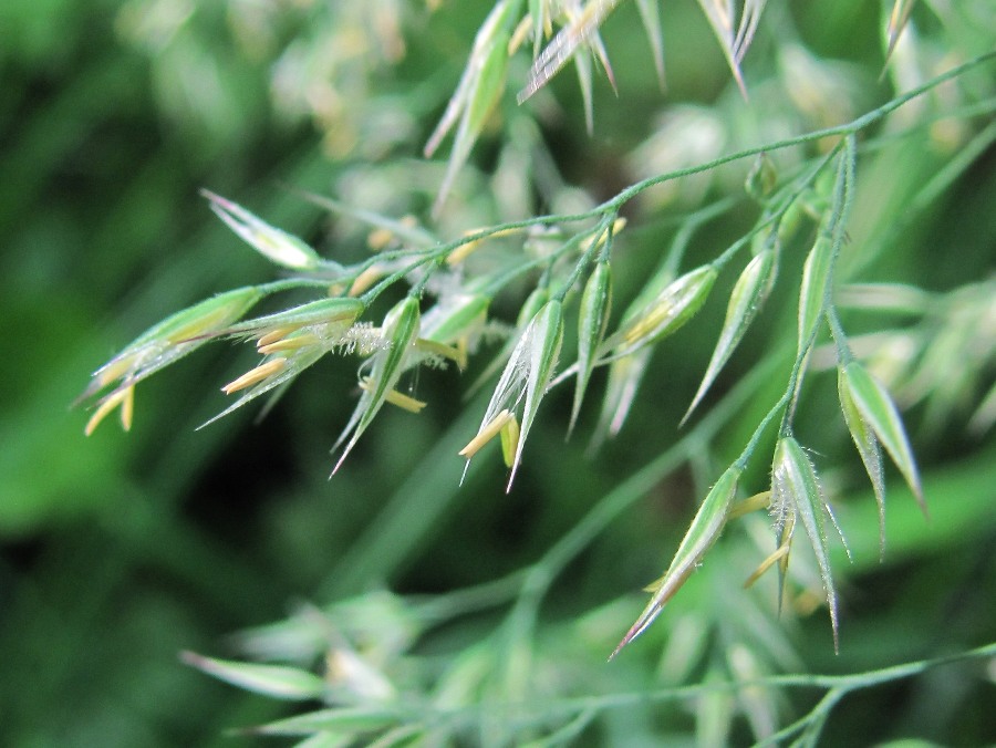 Image of Calamagrostis langsdorffii specimen.