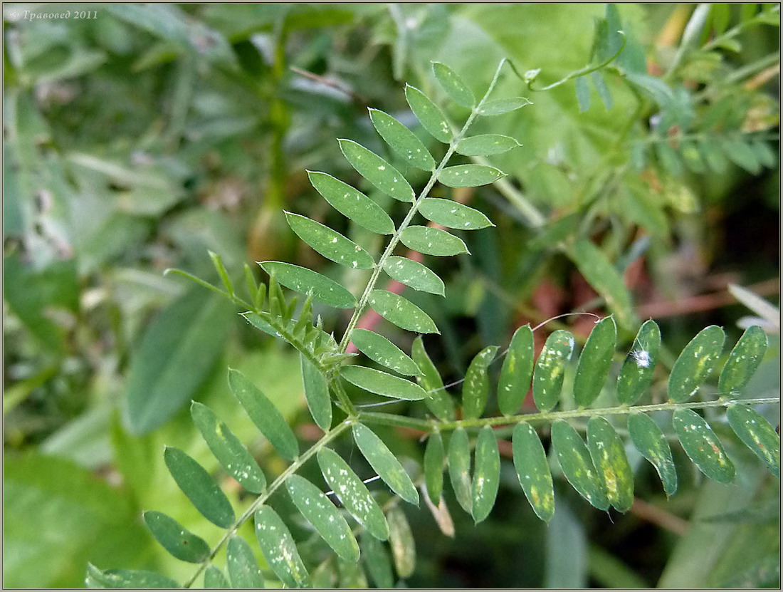 Image of Vicia cracca specimen.