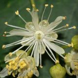Tilia cordata