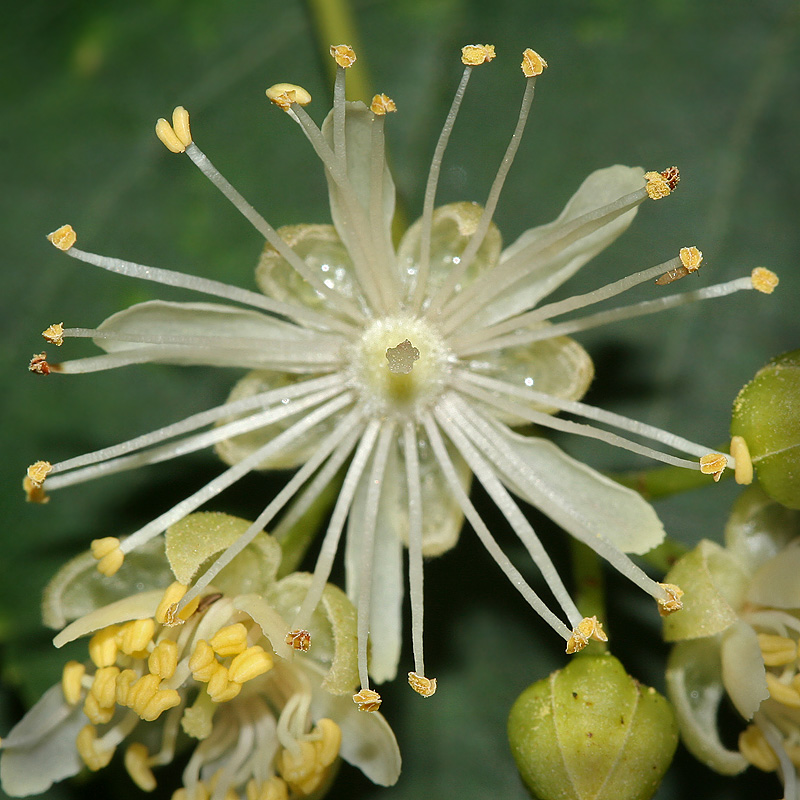 Изображение особи Tilia cordata.