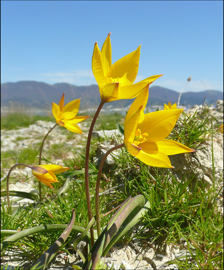 Image of Tulipa australis specimen.