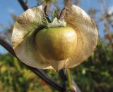 Nicandra physalodes. Созревающий плод (часть окружающей его чашечки удалена). Окраина Томска, на свалке. 21.09.2011.