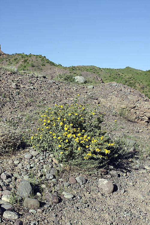 Image of Rosa ecae specimen.