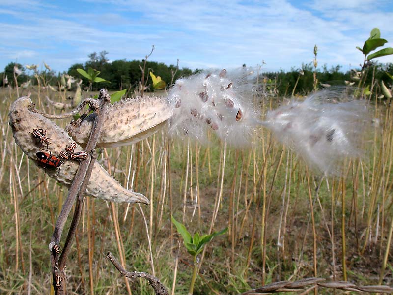 Image of Asclepias syriaca specimen.