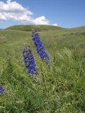 Delphinium cyananthum. Верхушки цветущих растений. Казахстан, Алматинская обл., Алакольский р-н, оз. Синее. 7 июля 2011 г.