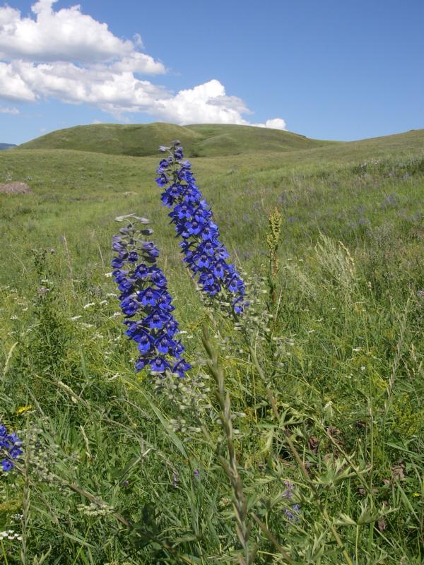 Image of Delphinium cyananthum specimen.