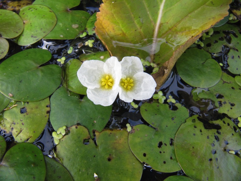 Image of Hydrocharis morsus-ranae specimen.