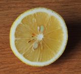 Citrus limon