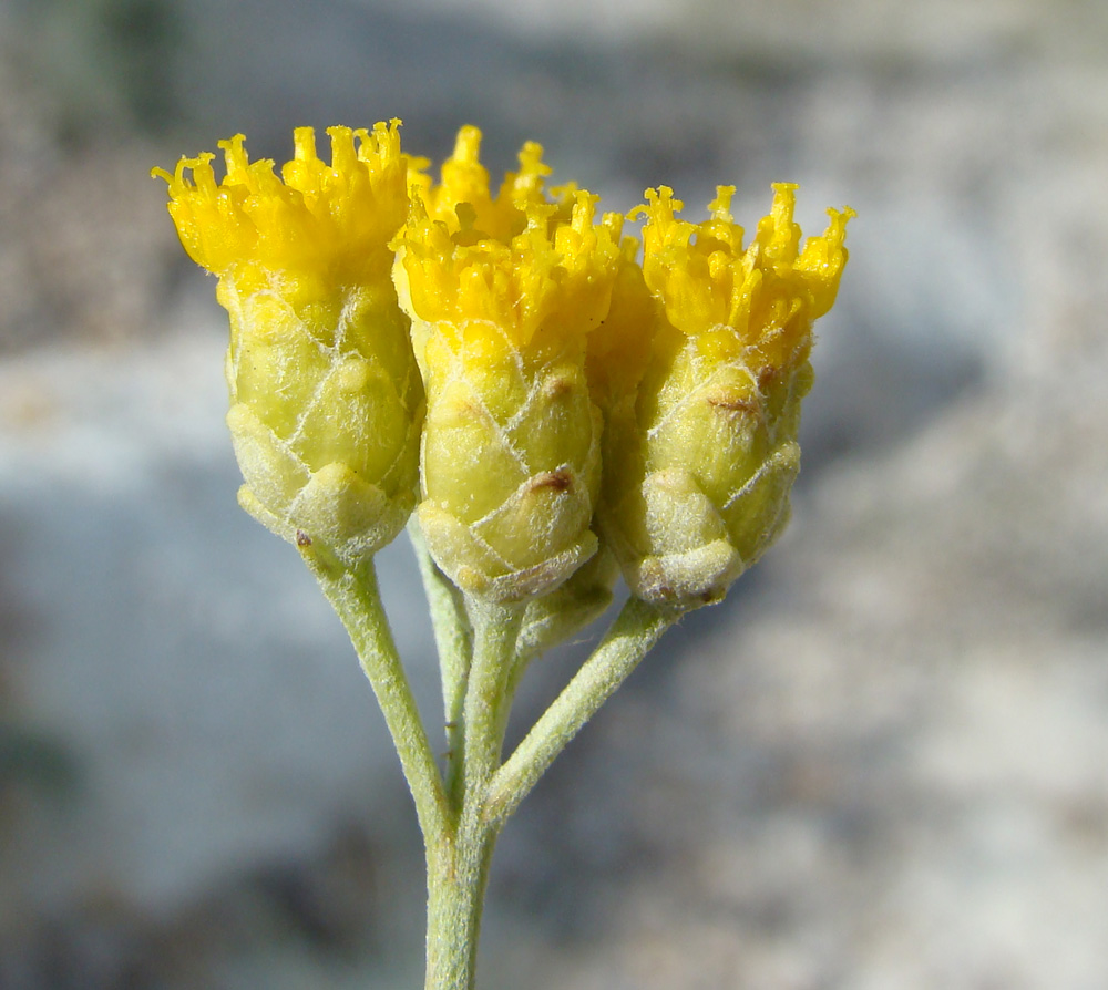 Изображение особи Lepidolopha komarowii.