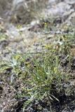 Bupleurum exaltatum. Цветущее растение. Южный Казахстан, Верхний Боролдай, ущ. Карасай, южный гребень, высота 1450 м н.у.м. 05.07.2011.
