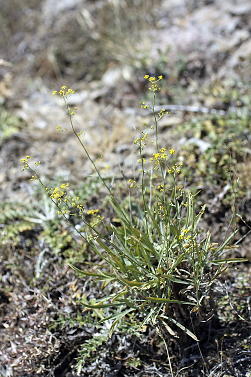 Image of Bupleurum exaltatum specimen.