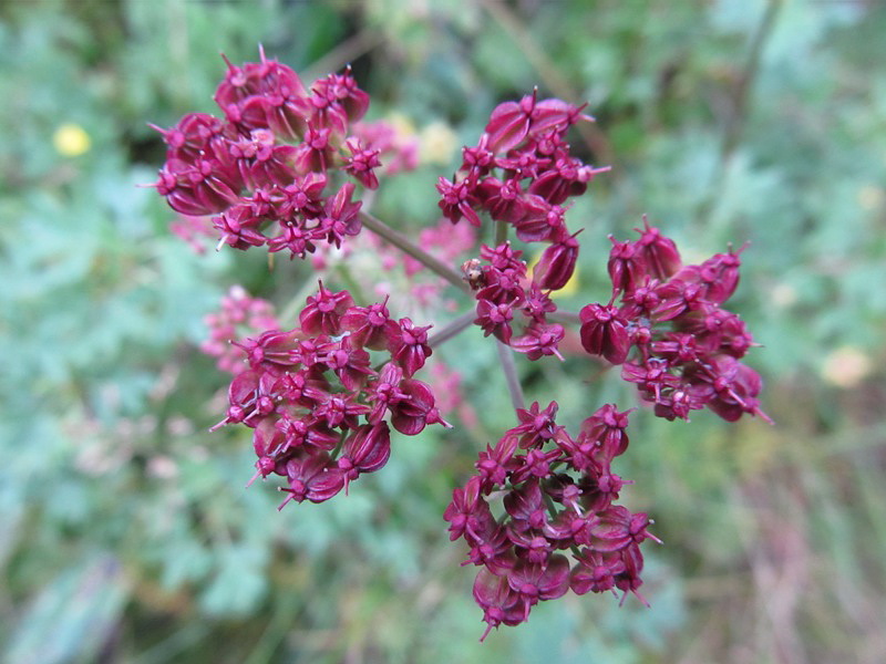 Image of Ostericum tenuifolium specimen.