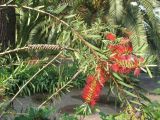 Callistemon citrinus