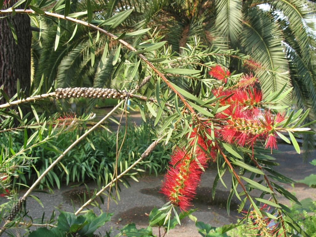 Изображение особи Callistemon citrinus.