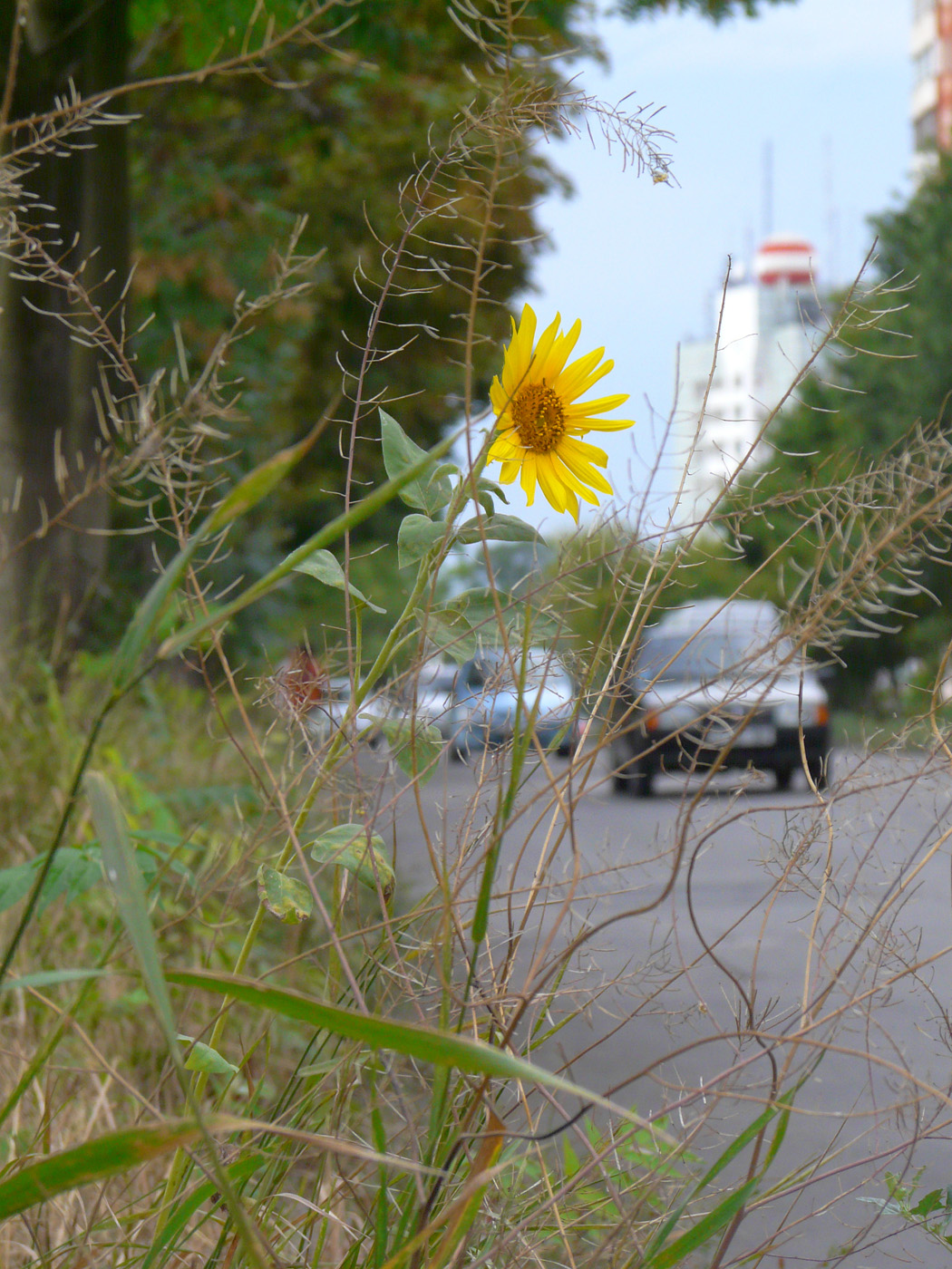 Image of Helianthus annuus specimen.