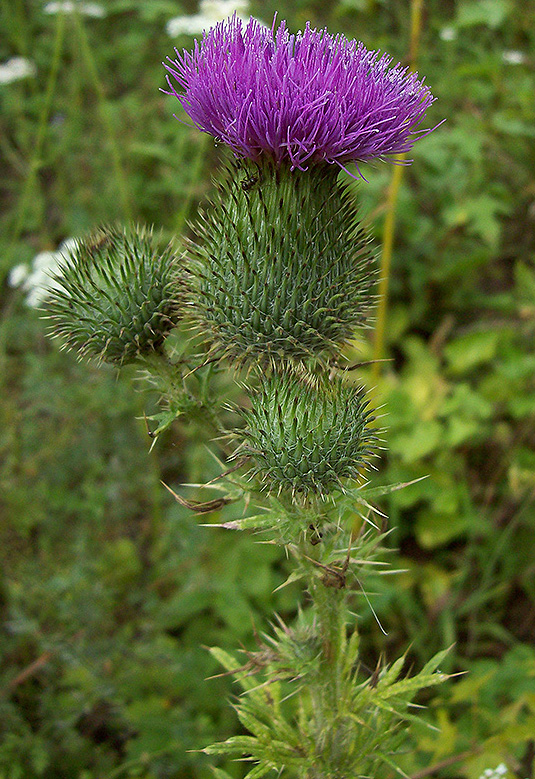 Image of Cirsium vulgare specimen.