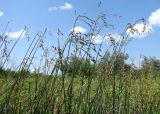 Schoenoplectus litoralis. Верхушки растений с соцветиями. Астраханская обл., Камызякский р-н, р. Старая Волга. 29.08.2009.