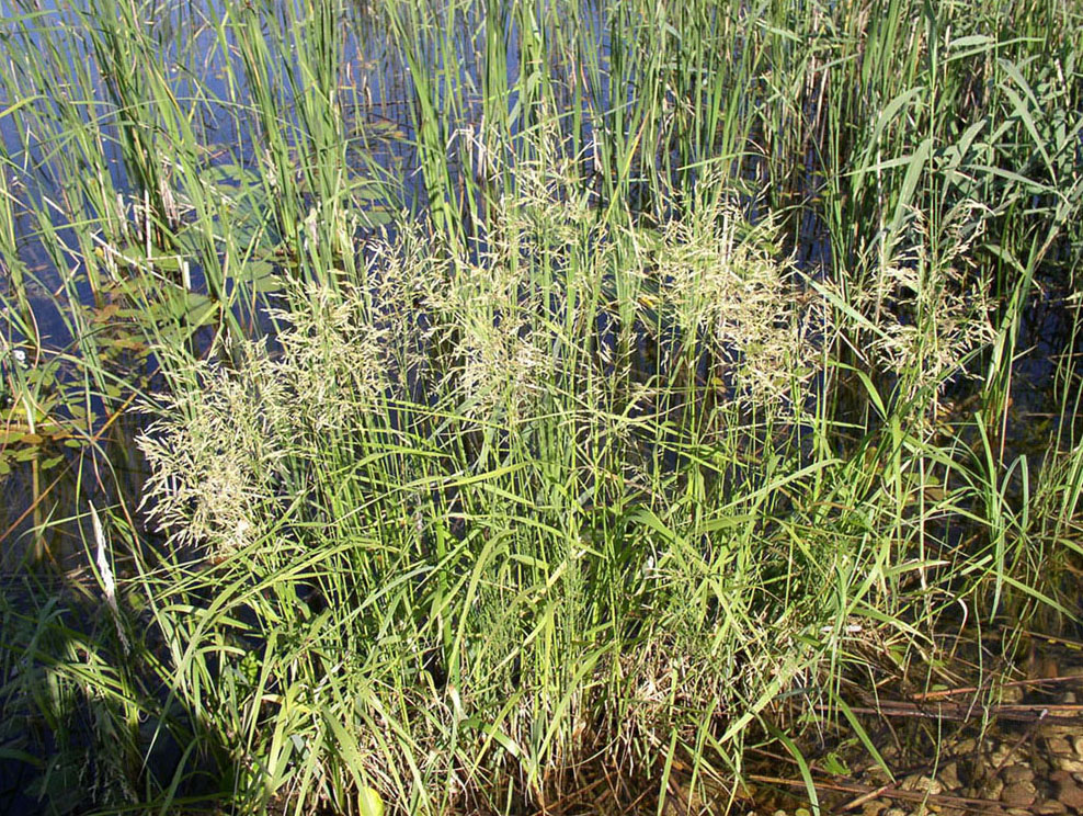 Изображение особи Scolochloa festucacea.