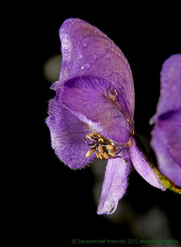 Изображение особи Aconitum &times; stoerkianum.