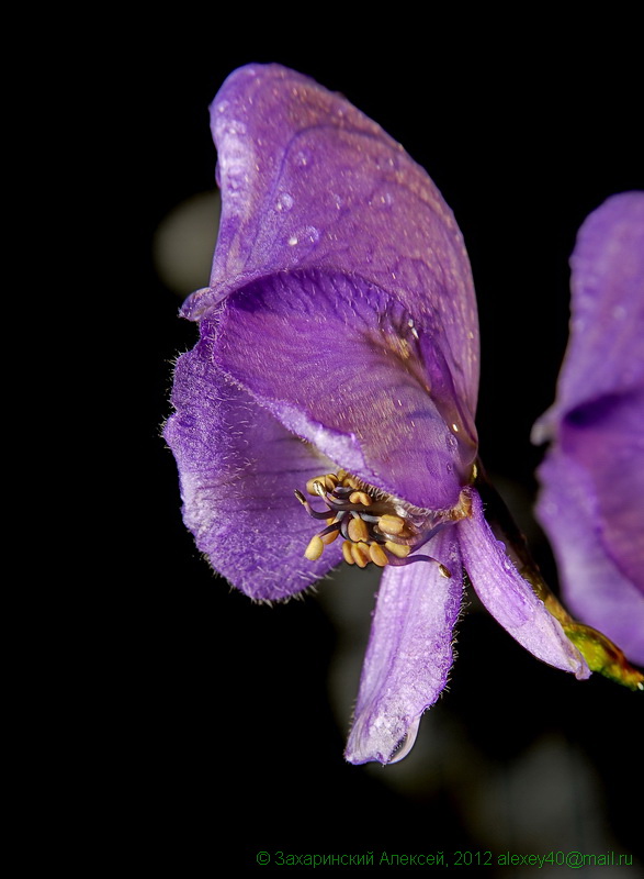 Image of Aconitum &times; stoerkianum specimen.