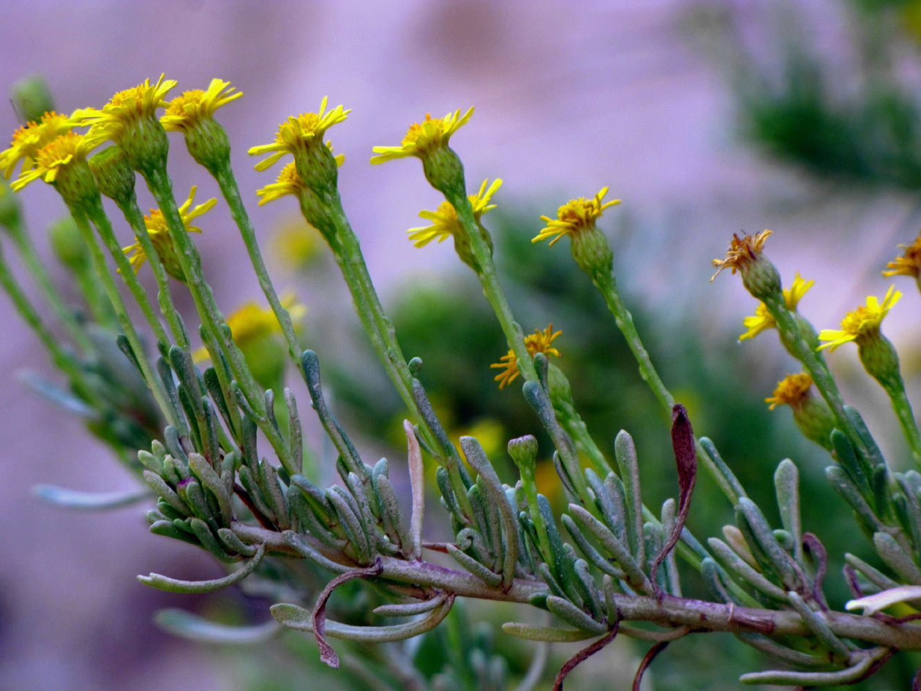 Изображение особи Limbarda crithmoides.