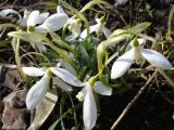 Galanthus angustifolius