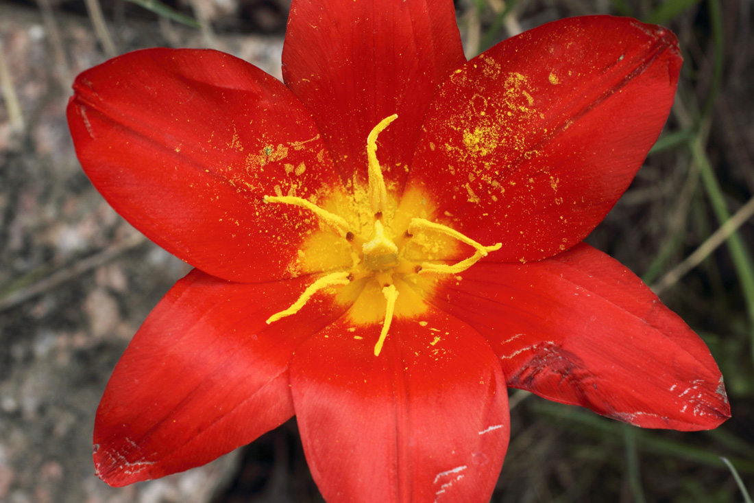 Image of Tulipa tschimganica specimen.
