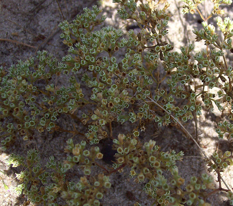 Изображение особи Scleranthus perennis.