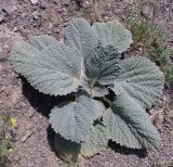 Eremostachys macrophylla